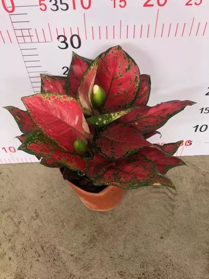 2-2