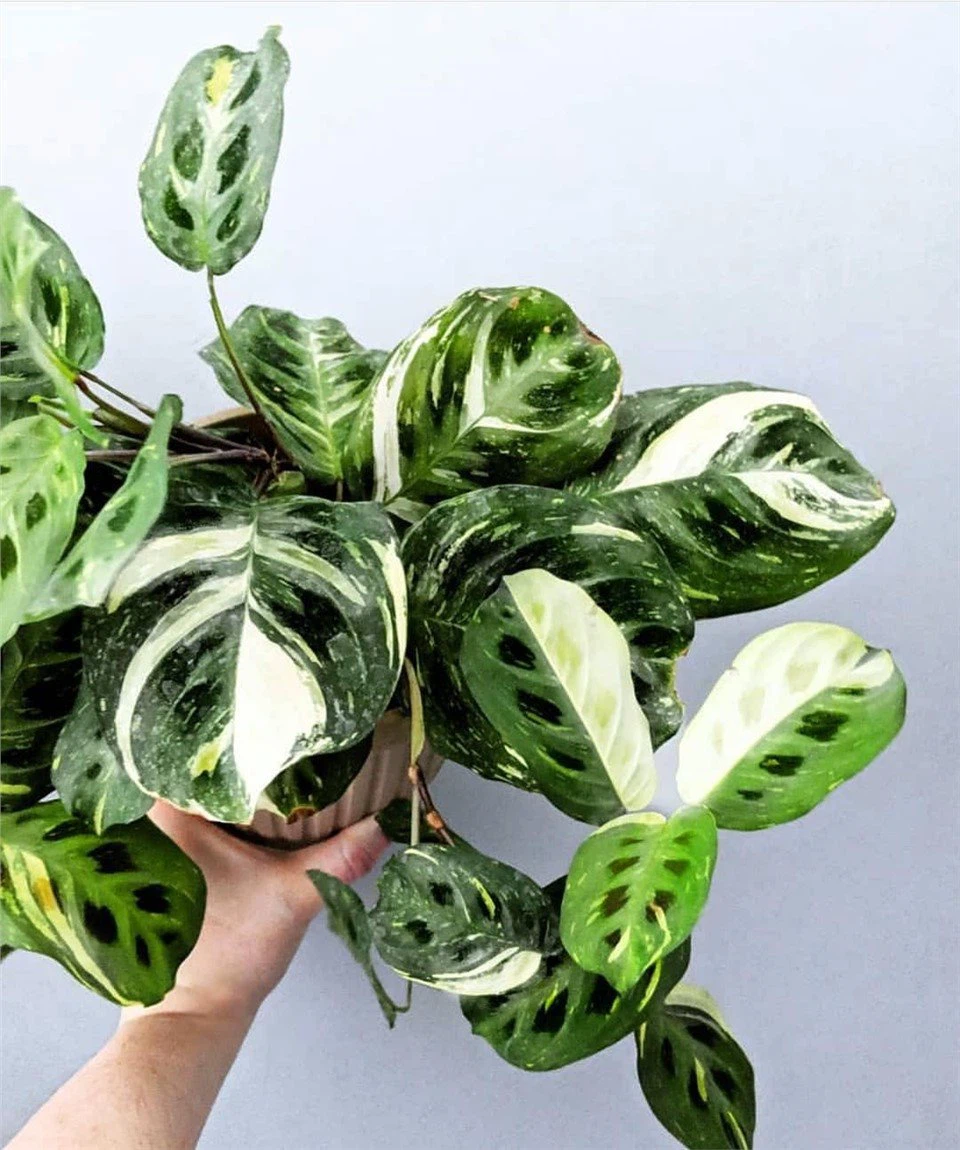 Maranta Leuconeura Kerchoveana Variegata