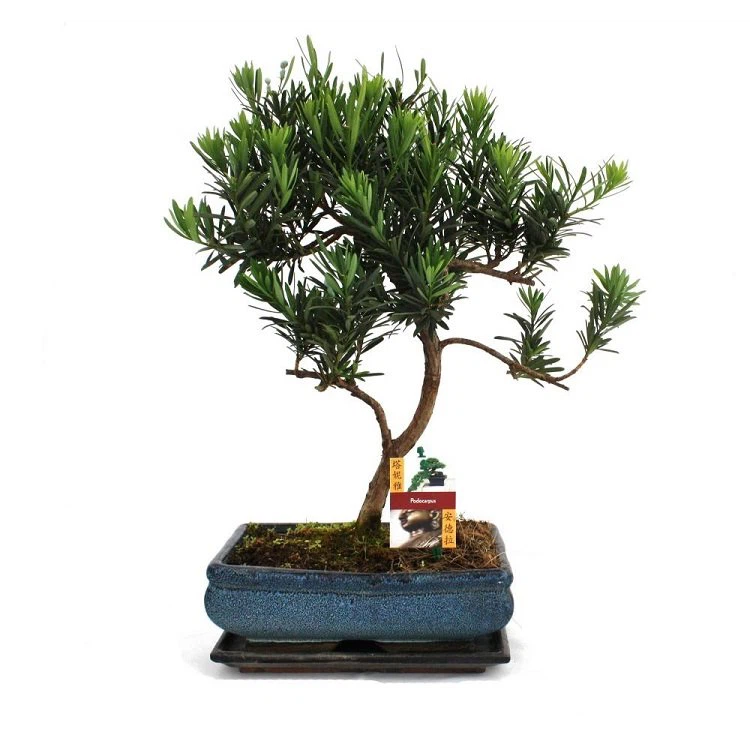 Podocarpus